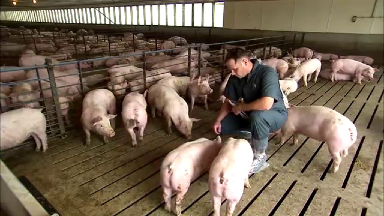 Pig Farming Equipment: What You Must Have | Do Gaming Blog